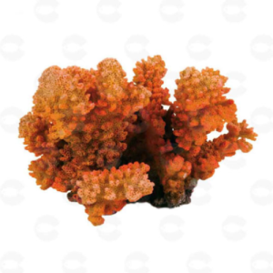 Կորալ – Ակվարիումի զարդարանք