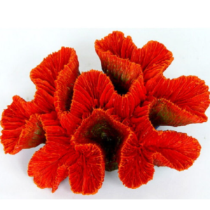 Կորալ – Ակվարիումի զարդարանք