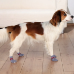 Գուլպաներ շների համար