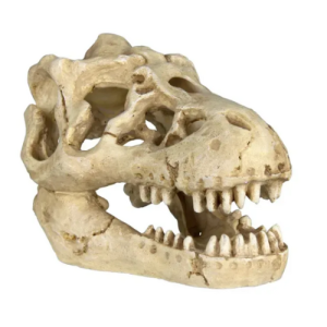 Декоративный череп для аквариума — Череп динозавра (8–11 см)