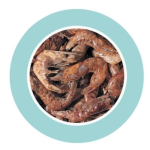 Food for Large Freshwater Turtles (1.5 kg / 10 L) Shrimps