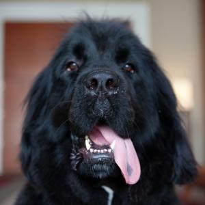 Լավագույն կերերը խոշոր ցեղատեսակի շների համար