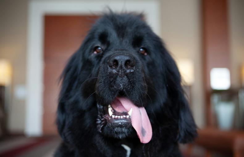 Լավագույն կերերը խոշոր ցեղատեսակի շների համար