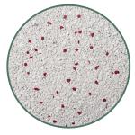 Минеральный наполнитель для кошек с французским мылом - CAT STEP (10 л)