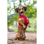 Շան Պրեմիում Շլեյկա-(42-53×2 սմ) Beeztes