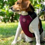 Շլեյկա փոքր շների համար-XS (35–47 սմ)